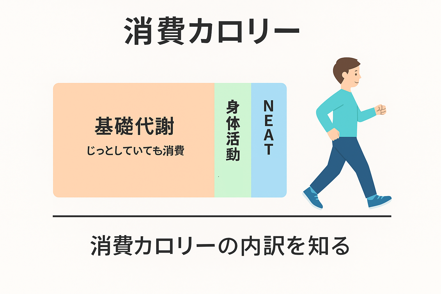 "消費カロリーの内訳(基礎代謝・身体活動・NEAT)の図解"