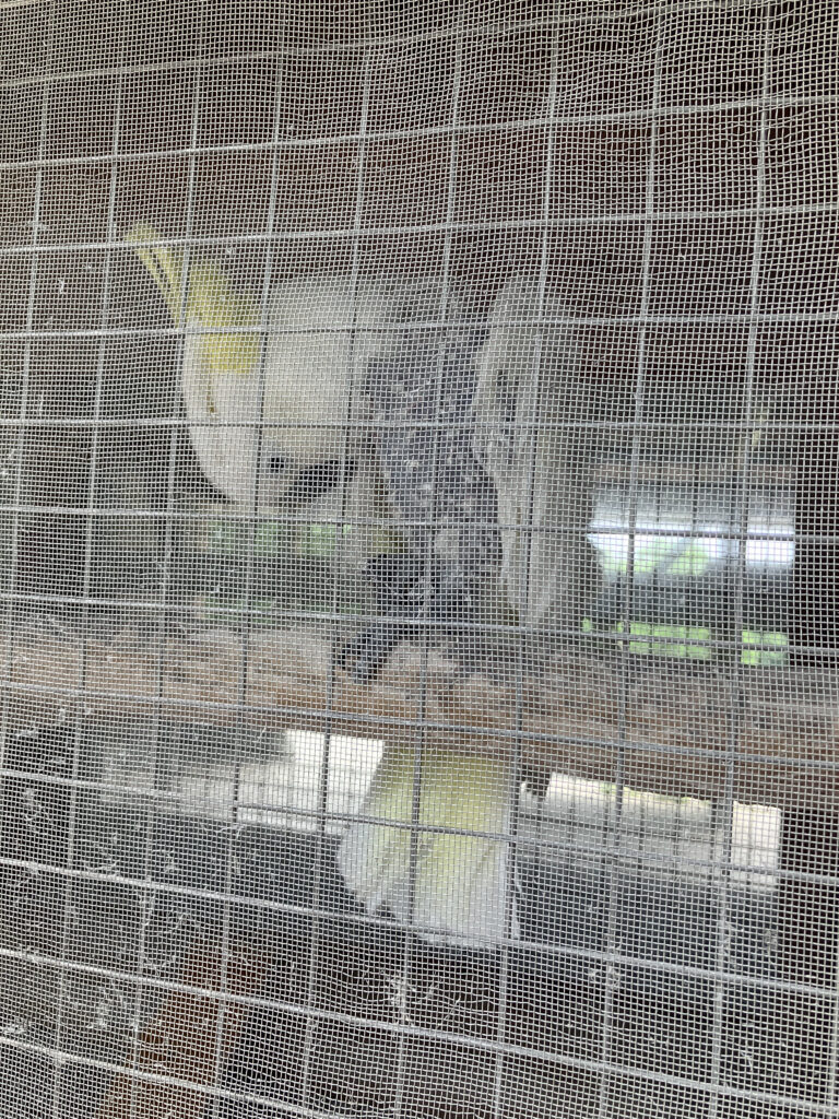 牧場にいた鳥(名はキバタン)