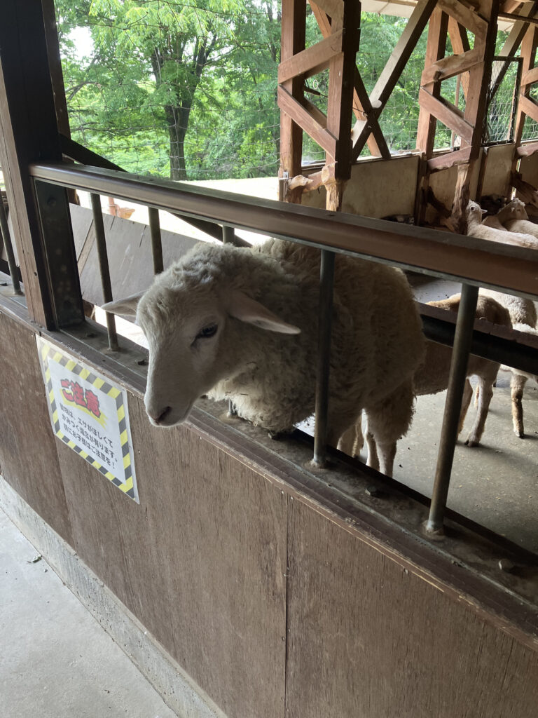 牧場の羊