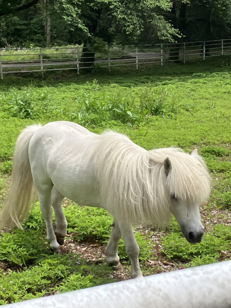 牧場のポニー