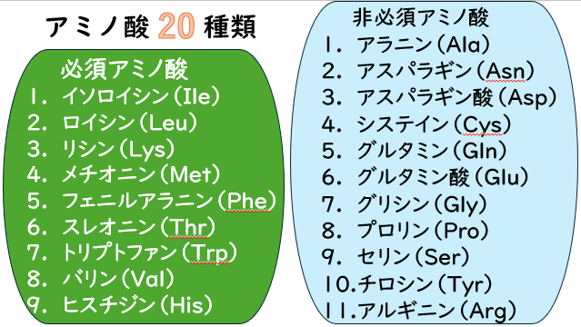 20種類のアミノ酸を必須アミノ酸と非必須アミノ酸に分けて一覧化した図(日本語・略号付き)